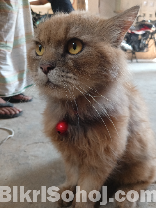 Persian Cat